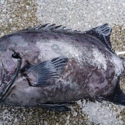 しば渡船 釣果