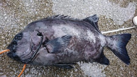 しば渡船 釣果