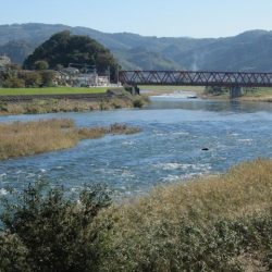 狩野川(狩野川漁業協同組合) 釣果