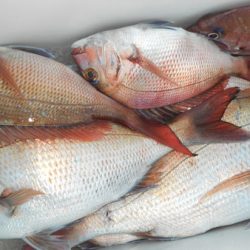 こうゆう丸 釣果