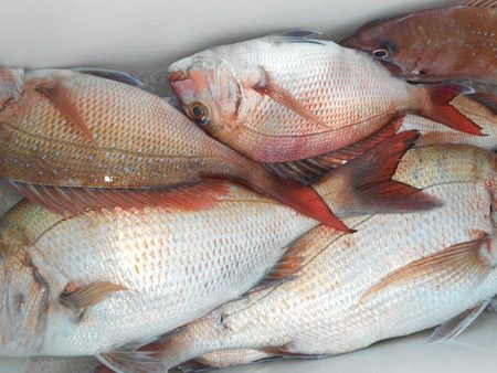 こうゆう丸 釣果