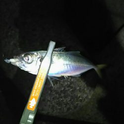 激シブアジング