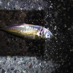 日本海遠征撃沈