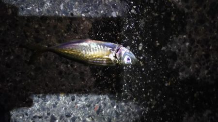 日本海遠征撃沈