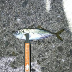 激シブアジング