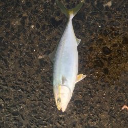 浜吉丸でいく小浦一文字10