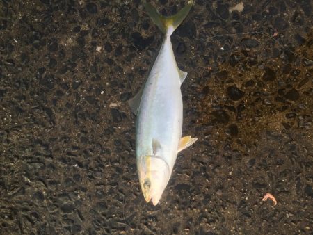 浜吉丸でいく小浦一文字10