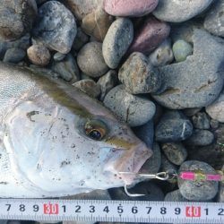 仁淀川河口 ショアジギング ネイリ