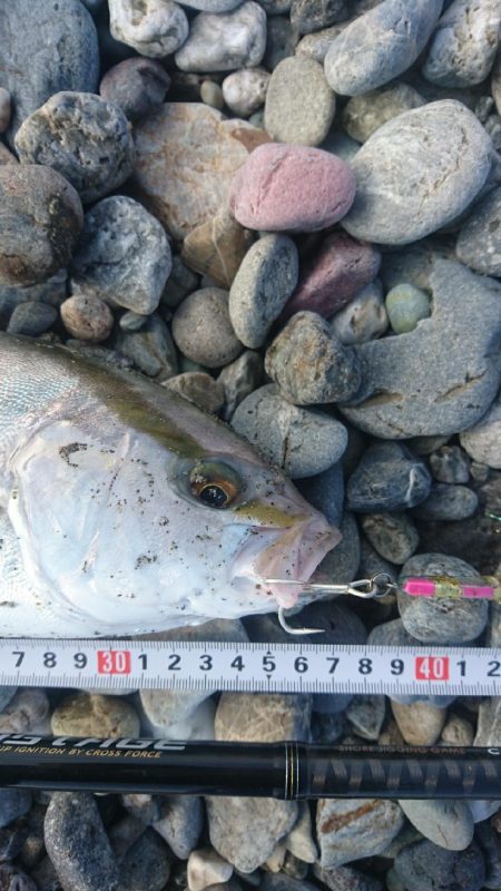 仁淀川河口 ショアジギング ネイリ