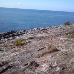 イシガキダイとサンノジハゲ