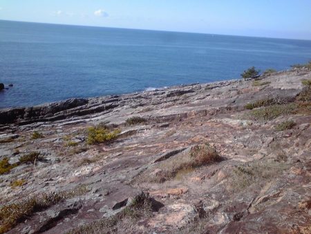 イシガキダイとサンノジハゲ