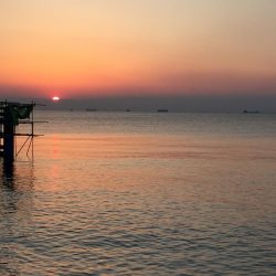 カタクチイワシ