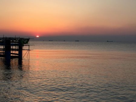 カタクチイワシ