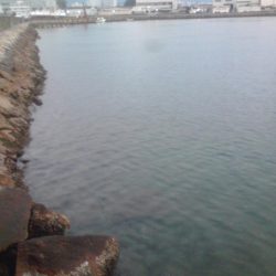 アイゴ、メッキ、カイズ等