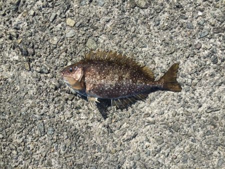 浜吉丸でいく小浦一文字10