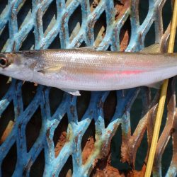 オリジナルメーカー海づり公園(市原市海づり施設) 釣果