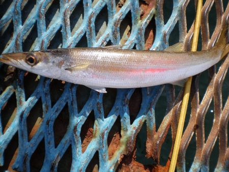 オリジナルメーカー海づり公園(市原市海づり施設) 釣果