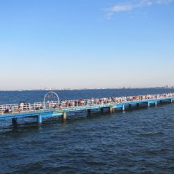 オリジナルメーカー海づり公園(市原市海づり施設) 釣果