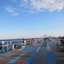 オリジナルメーカー海づり公園(市原市海づり施設) 釣果