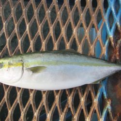 オリジナルメーカー海づり公園(市原市海づり施設) 釣果