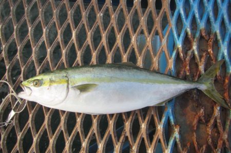 オリジナルメーカー海づり公園(市原市海づり…