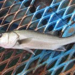 オリジナルメーカー海づり公園(市原市海づり施設) 釣果