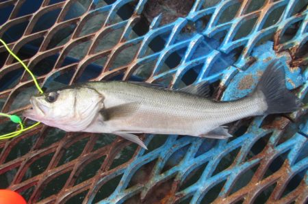 オリジナルメーカー海づり公園(市原市海づり施設) 釣果