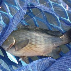 オリジナルメーカー海づり公園(市原市海づり施設) 釣果