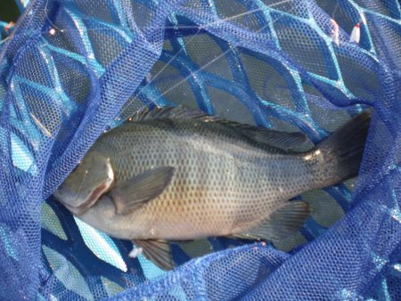 オリジナルメーカー海づり公園(市原市海づり施設) 釣果