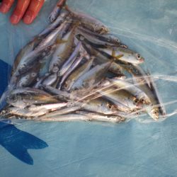 オリジナルメーカー海づり公園(市原市海づり施設) 釣果