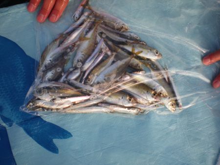 オリジナルメーカー海づり公園(市原市海づり施設) 釣果