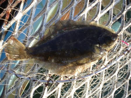 オリジナルメーカー海づり公園(市原市海づり施設) 釣果