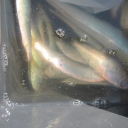 オリジナルメーカー海づり公園(市原市海づり施設) 釣果