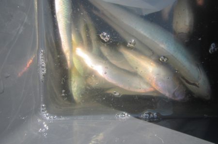 オリジナルメーカー海づり公園(市原市海づり施設) 釣果