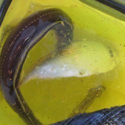 オリジナルメーカー海づり公園(市原市海づり施設) 釣果