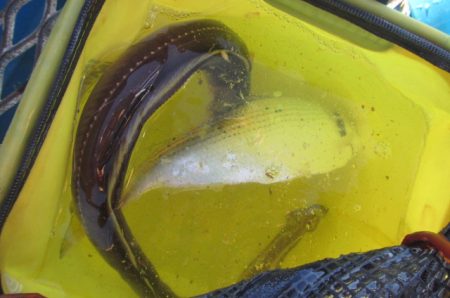 オリジナルメーカー海づり公園(市原市海づり施設) 釣果