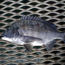 オリジナルメーカー海づり公園(市原市海づり施設) 釣果