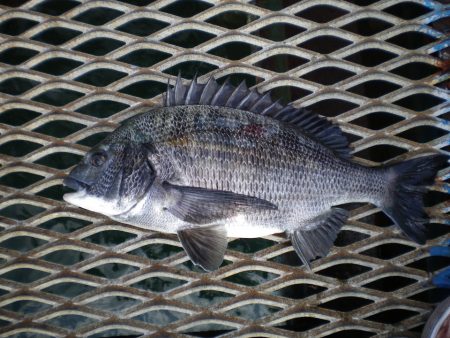 オリジナルメーカー海づり公園(市原市海づり施設) 釣果