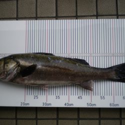 オリジナルメーカー海づり公園(市原市海づり施設) 釣果