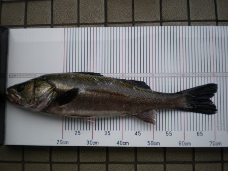 オリジナルメーカー海づり公園(市原市海づり施設) 釣果