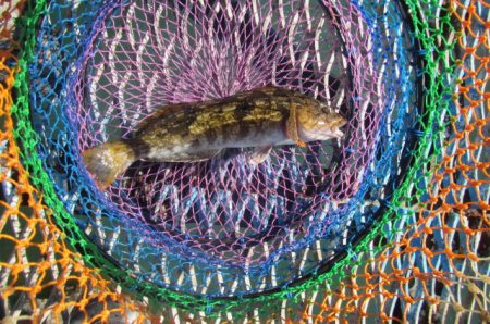 オリジナルメーカー海づり公園(市原市海づり施設) 釣果