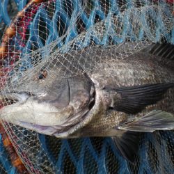 オリジナルメーカー海づり公園(市原市海づり施設) 釣果