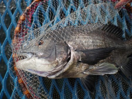 オリジナルメーカー海づり公園(市原市海づり…