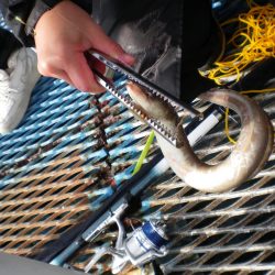 オリジナルメーカー海づり公園(市原市海づり施設) 釣果