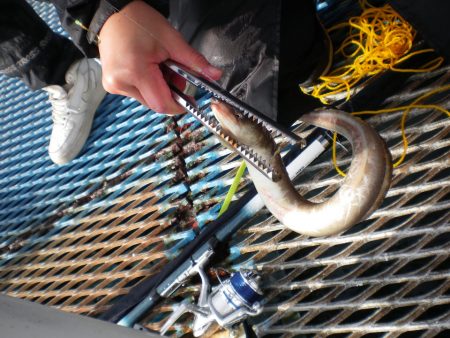 オリジナルメーカー海づり公園(市原市海づり施設) 釣果