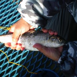 オリジナルメーカー海づり公園(市原市海づり施設) 釣果