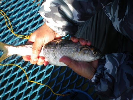 オリジナルメーカー海づり公園(市原市海づり施設) 釣果