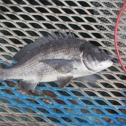 オリジナルメーカー海づり公園(市原市海づり施設) 釣果
