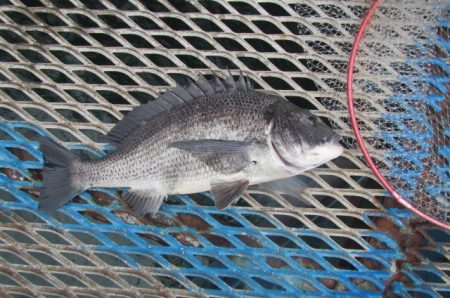 オリジナルメーカー海づり公園(市原市海づり…