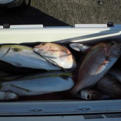 大進丸(新潟) 釣果